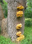 28111 Big Yellow Mushrooms on Tree - Sulfur Shelf (Laetiporus sulphureus).jpg